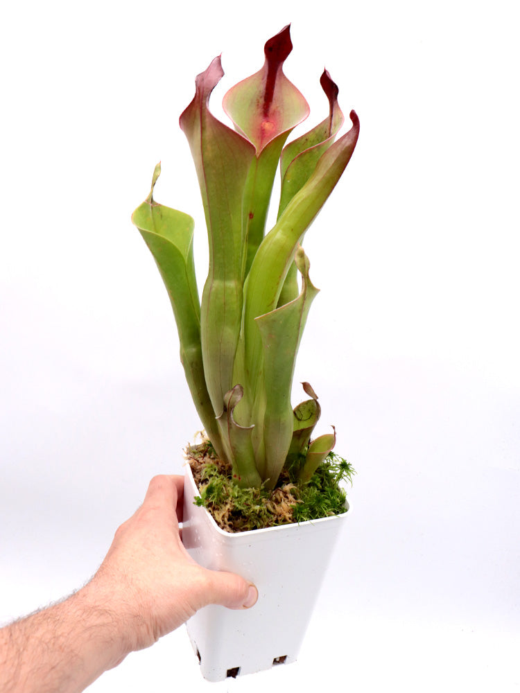 Heliamphora neblinae Cerro Neblina, Venezuela