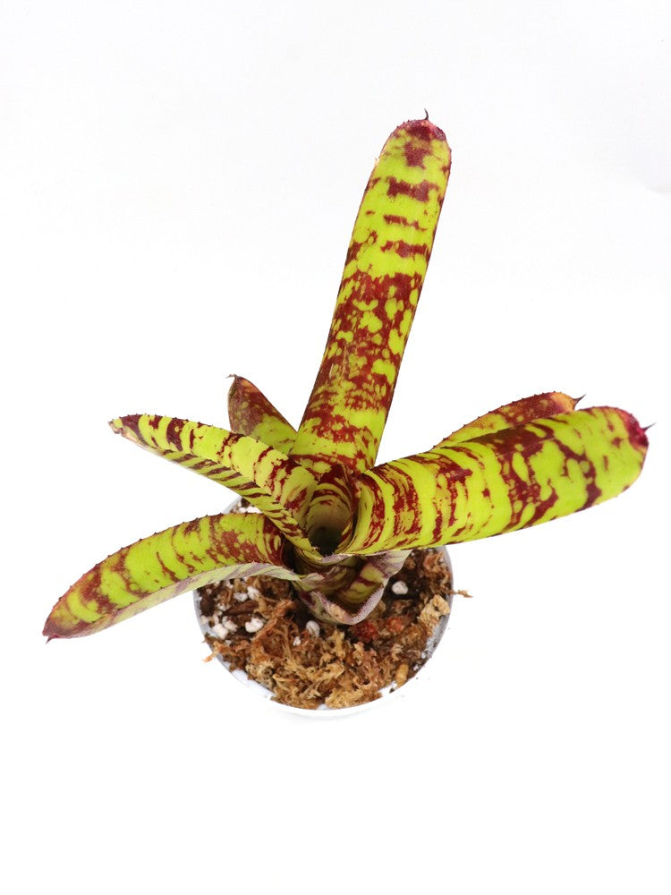 Neoregelia Guacamole