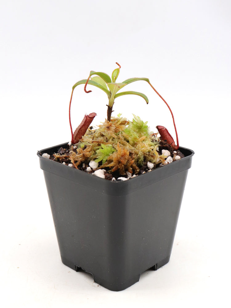 Nepenthes argentii Sibuyan, Philippines