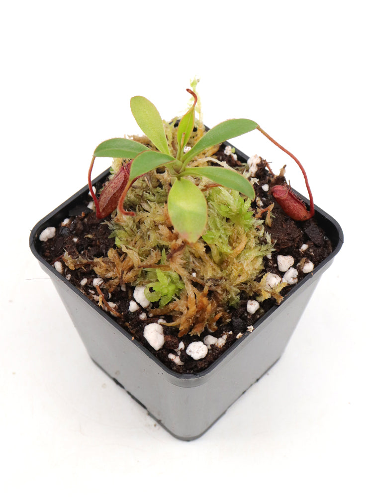 Nepenthes argentii Sibuyan, Philippines