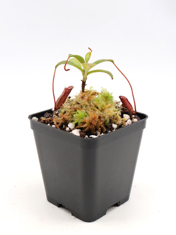 Nepenthes argentii Sibuyan, Philippines