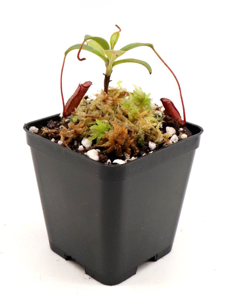 Nepenthes argentii Sibuyan, Philippines