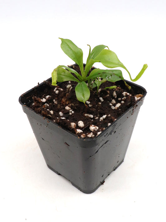 Nepenthes bokorensis  x gentle  Seedgrow