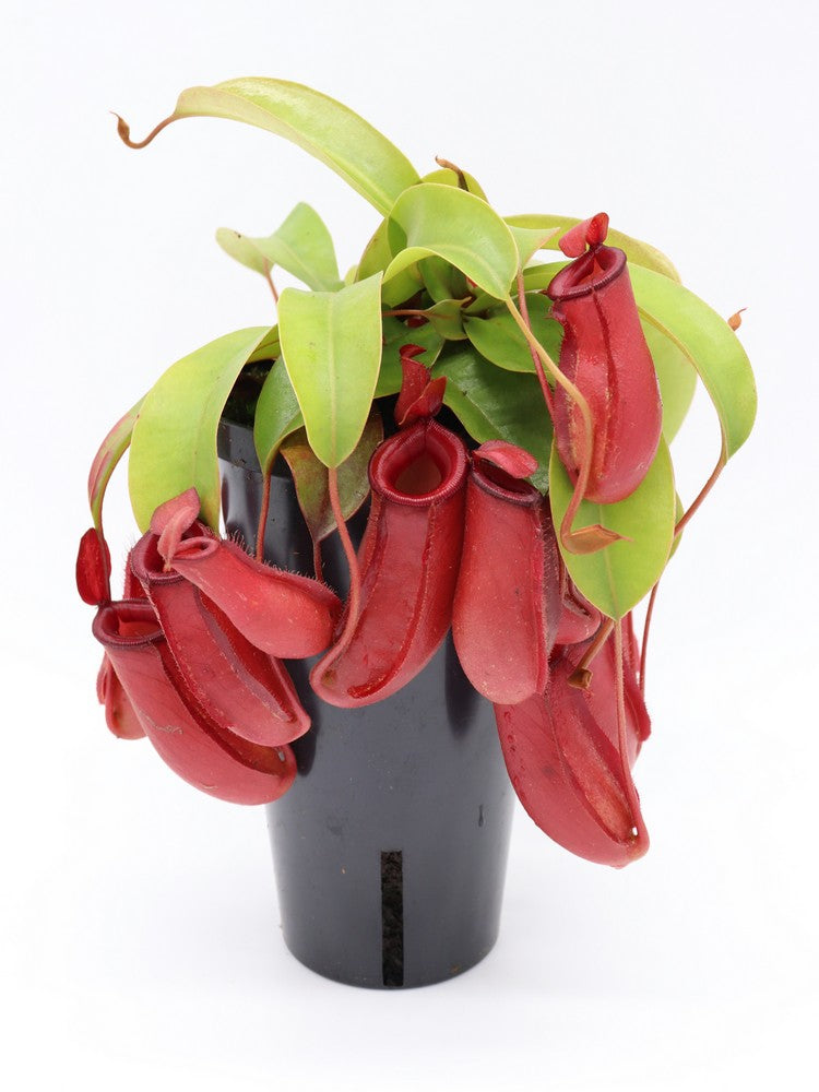Nepenthes "Bloody mary" in vaso alto