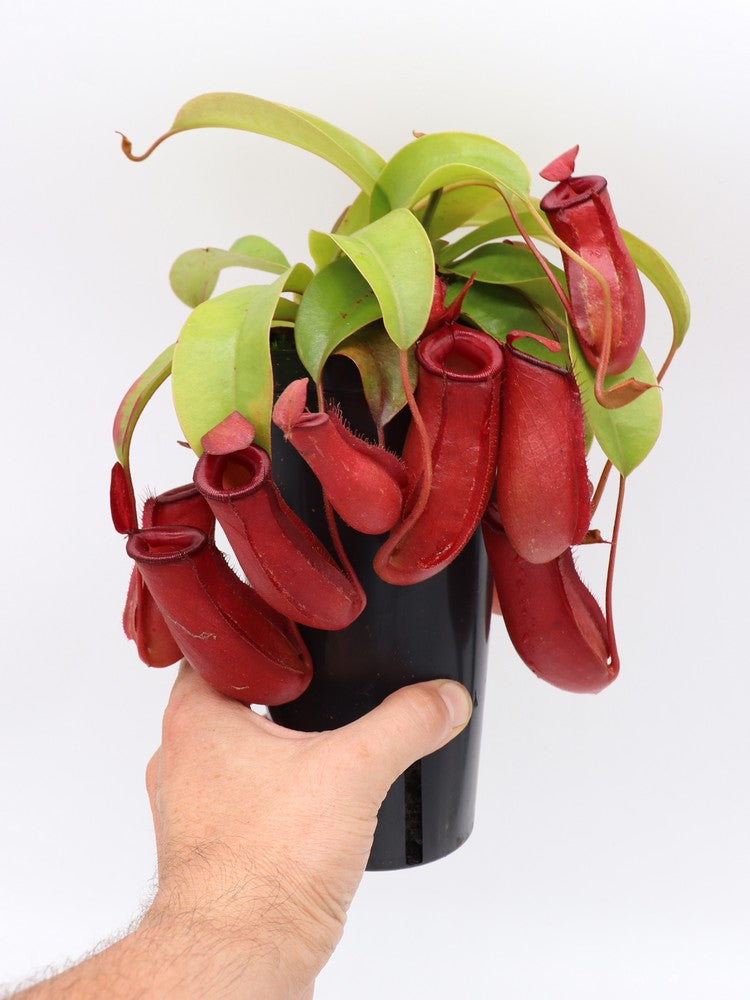Nepenthes "Bloody mary" in vaso alto