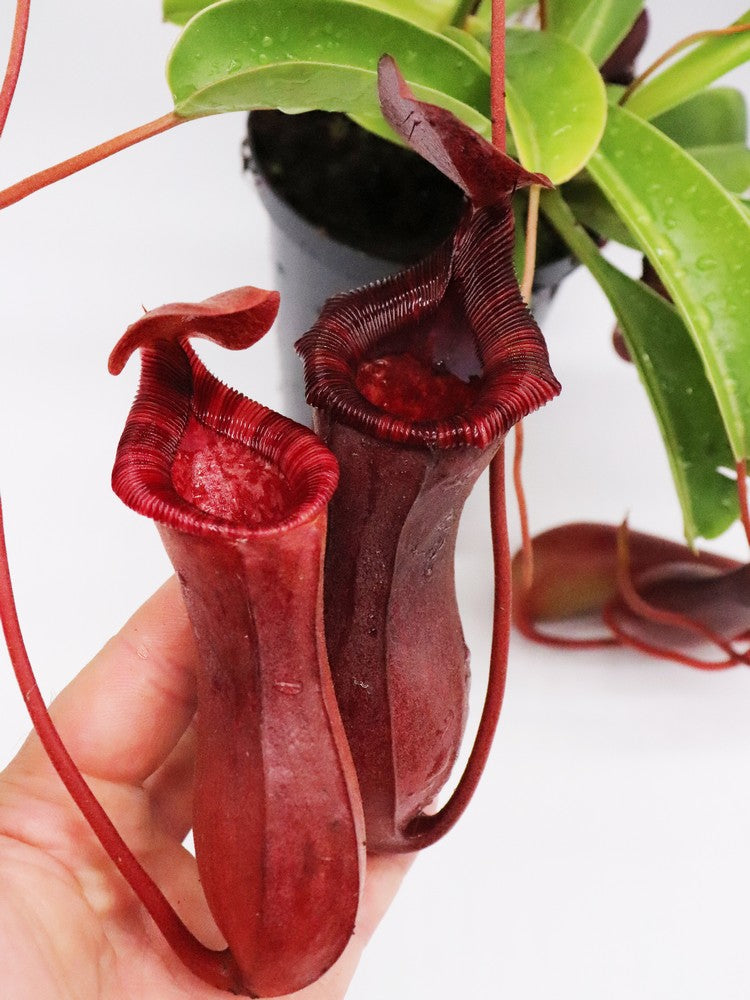 Nepenthes x "Briggsiana" Lowii x ventricosa