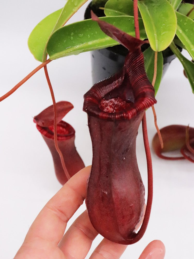 Nepenthes x "Briggsiana" Lowii x ventricosa
