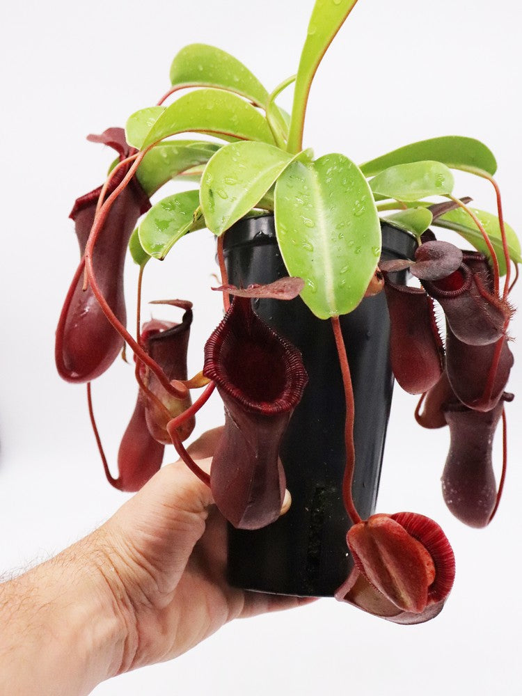 Nepenthes x "Briggsiana" Lowii x ventricosa