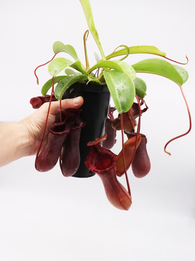 Nepenthes x "Briggsiana" Lowii x ventricosa