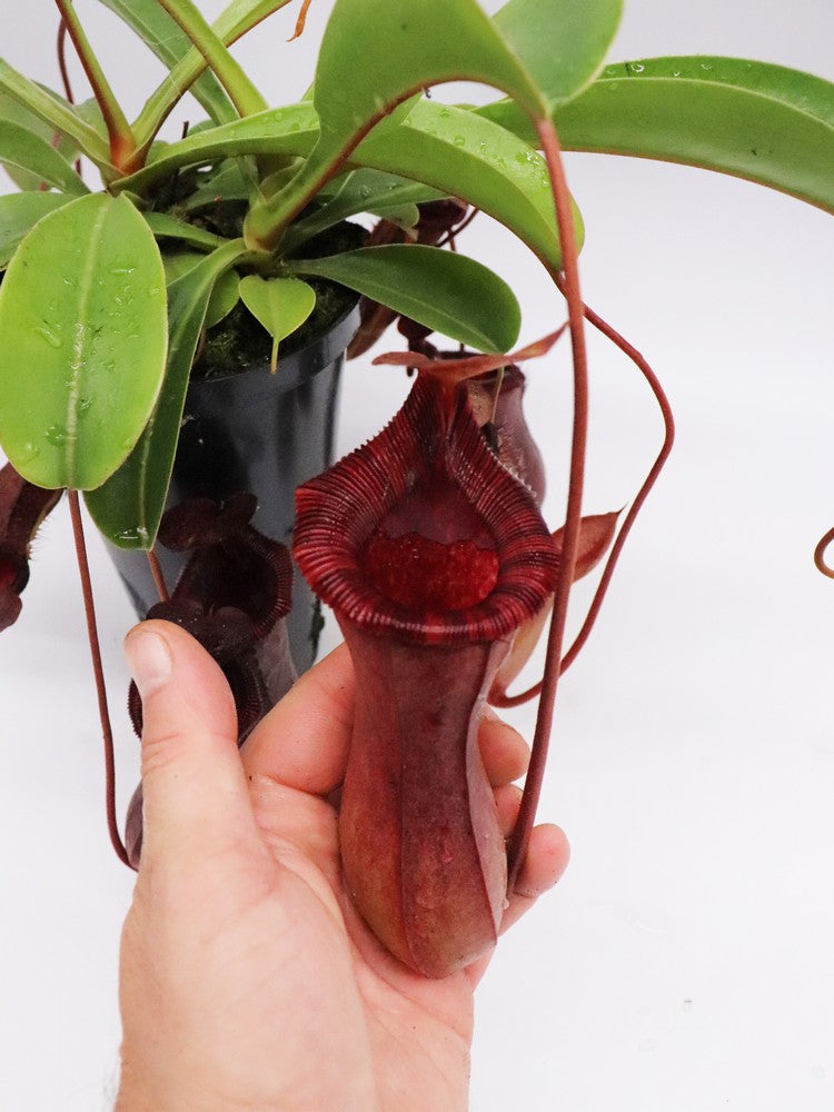 Nepenthes x "Briggsiana" Lowii x ventricosa