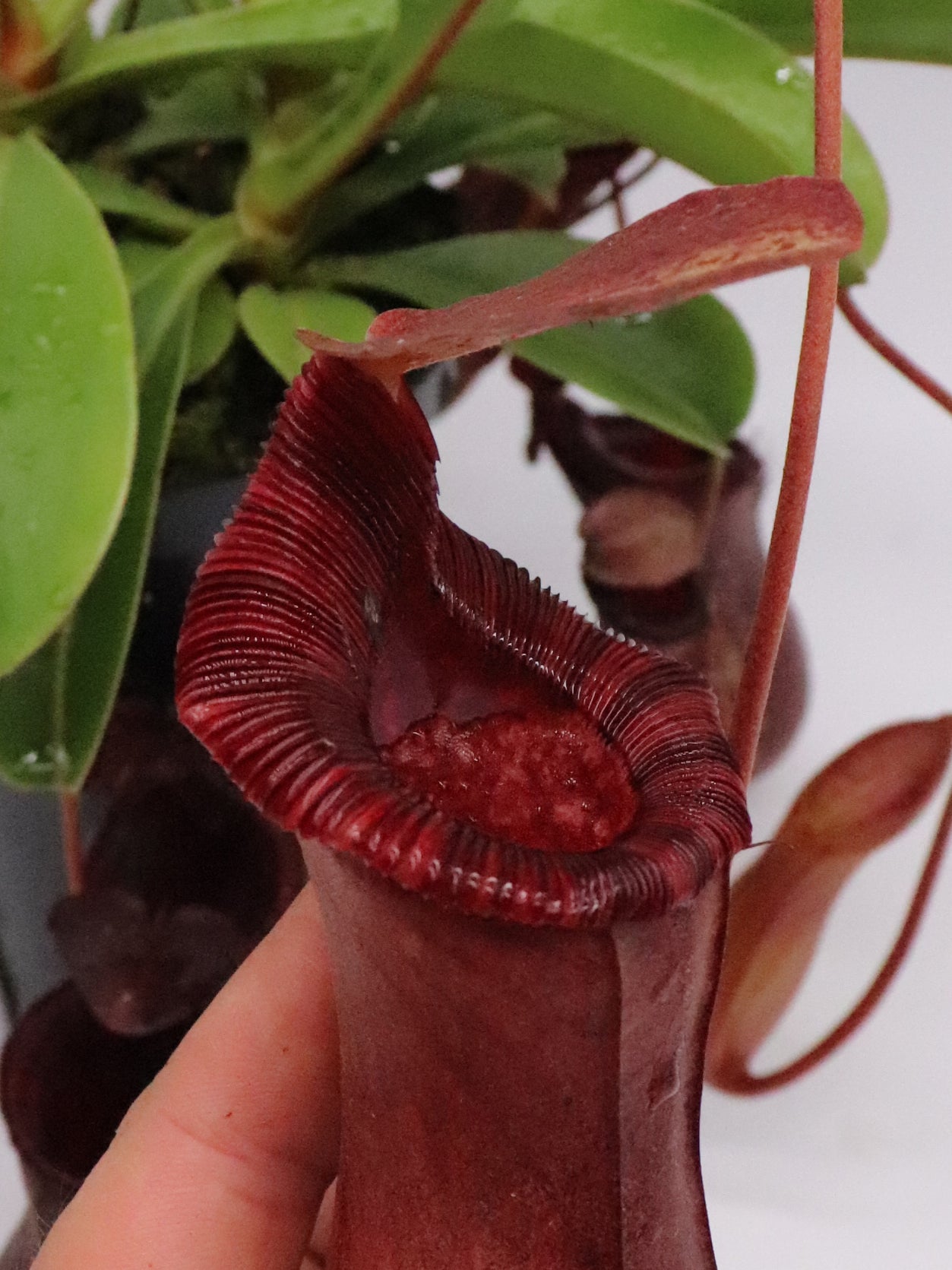 Nepenthes x "Briggsiana" Lowii x ventricosa