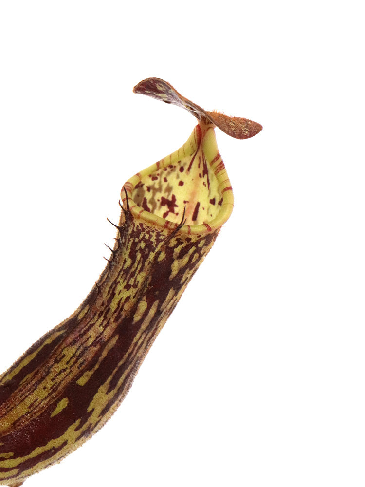 Nepenthes fallax Bareo, Borneo