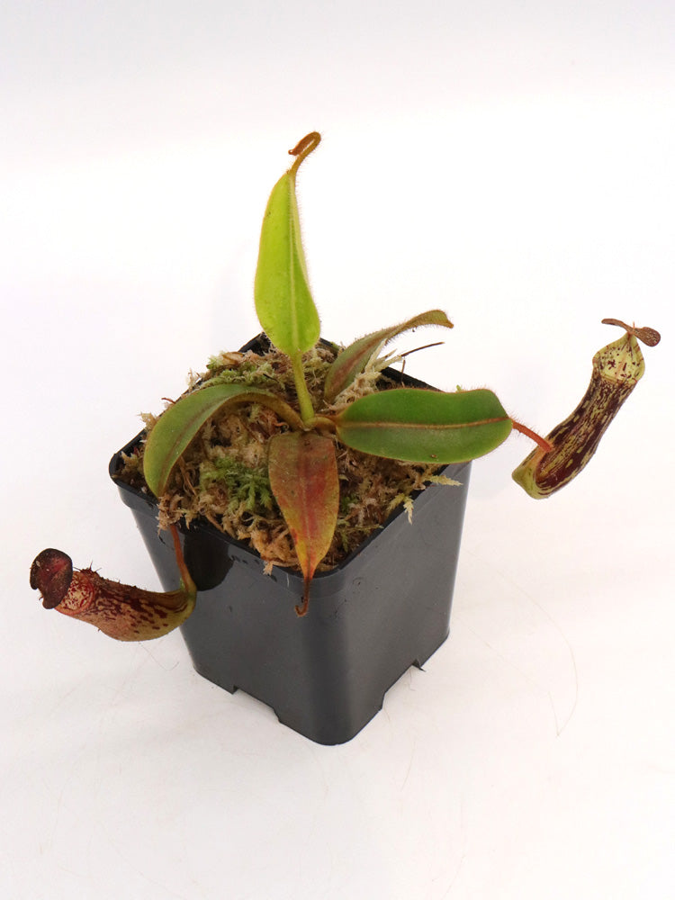 Nepenthes fallax Bareo, Borneo