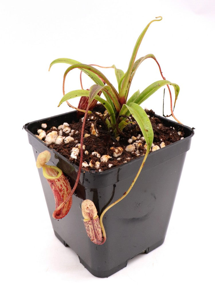 Nepenthes glabrata Gunung Balease, Selatan, South Sulawesi