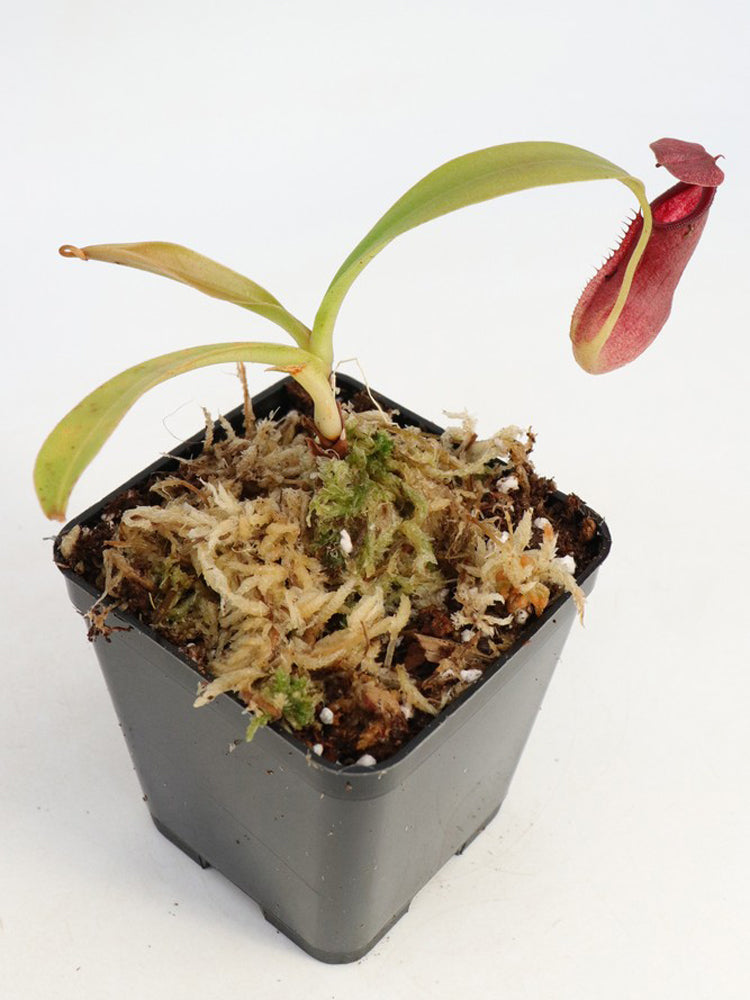 Nepenthes spec. Sumatra Indonesia