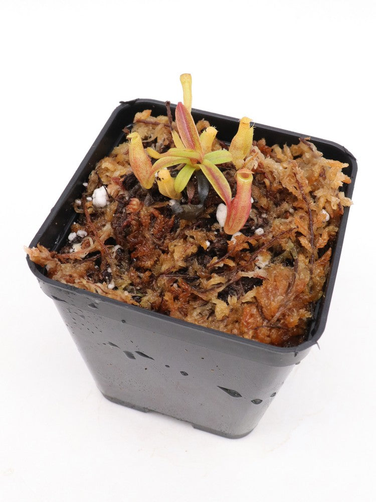 Nepenthes dubia