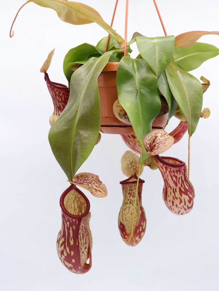 Nepenthes "Gaya"