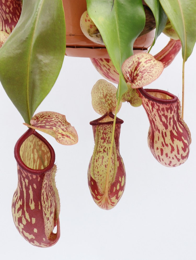 Nepenthes "Gaya"