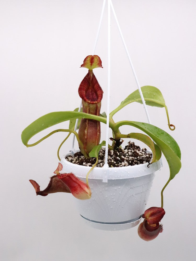Nepenthes spathulata x lowii