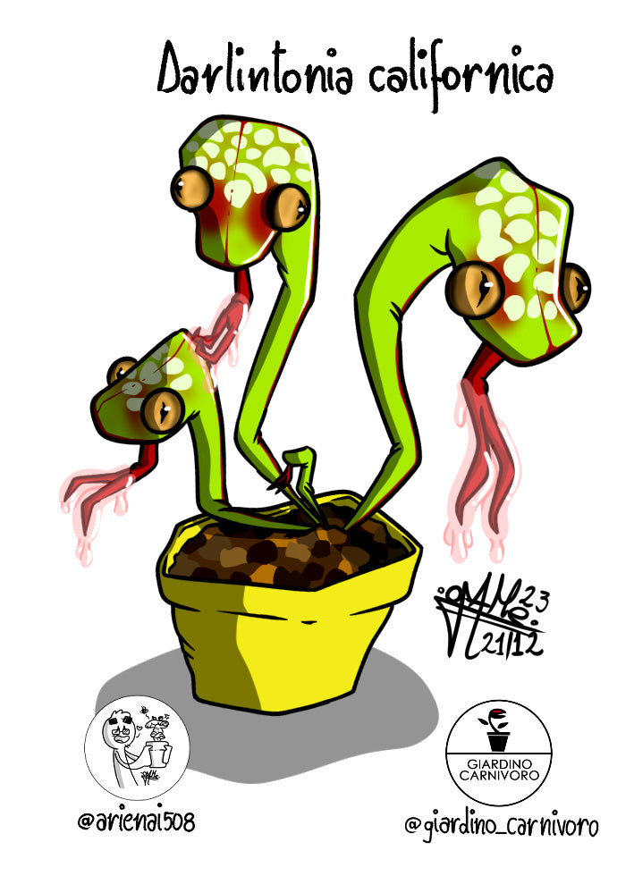STICKER NEW DARLINGTONIA 6 CM X 8,3 CM