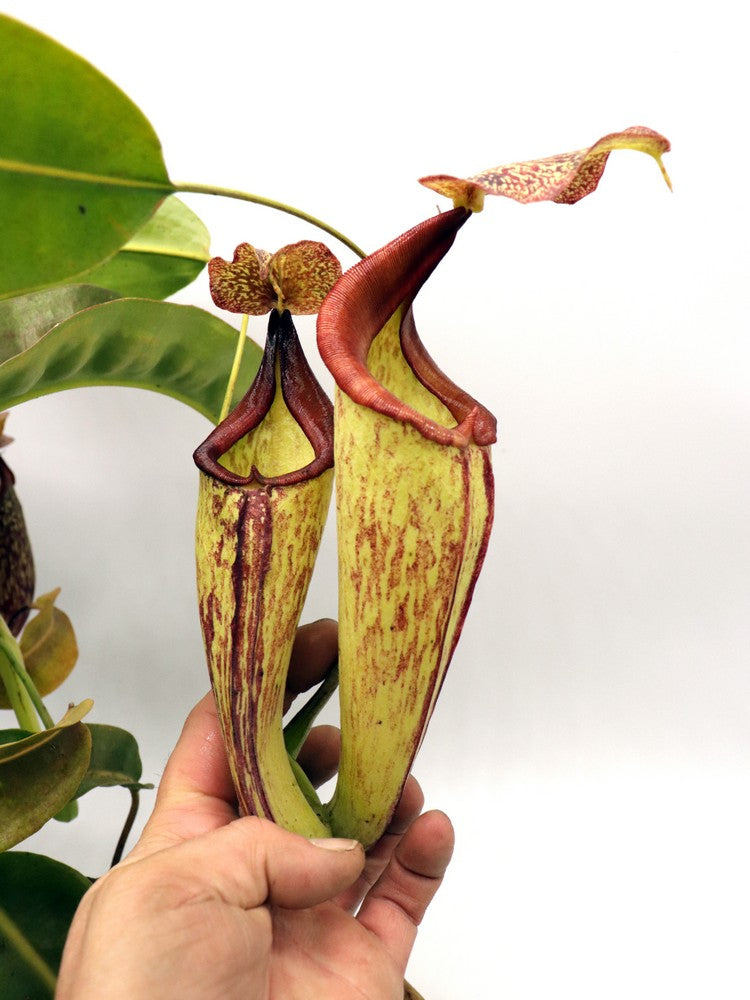 Nepenthes maxima "Lumut" BE-3067 Best Selected Clone