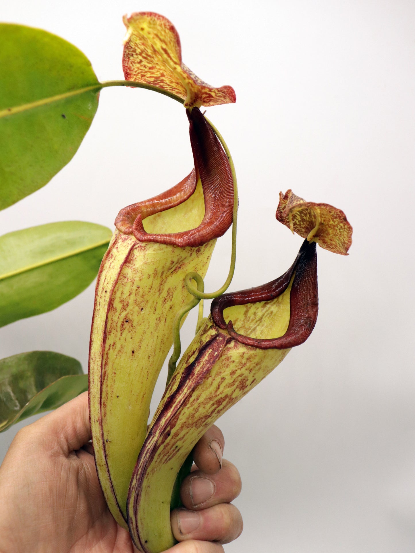 Nepenthes maxima "Lumut" BE-3067 Best Selected Clone