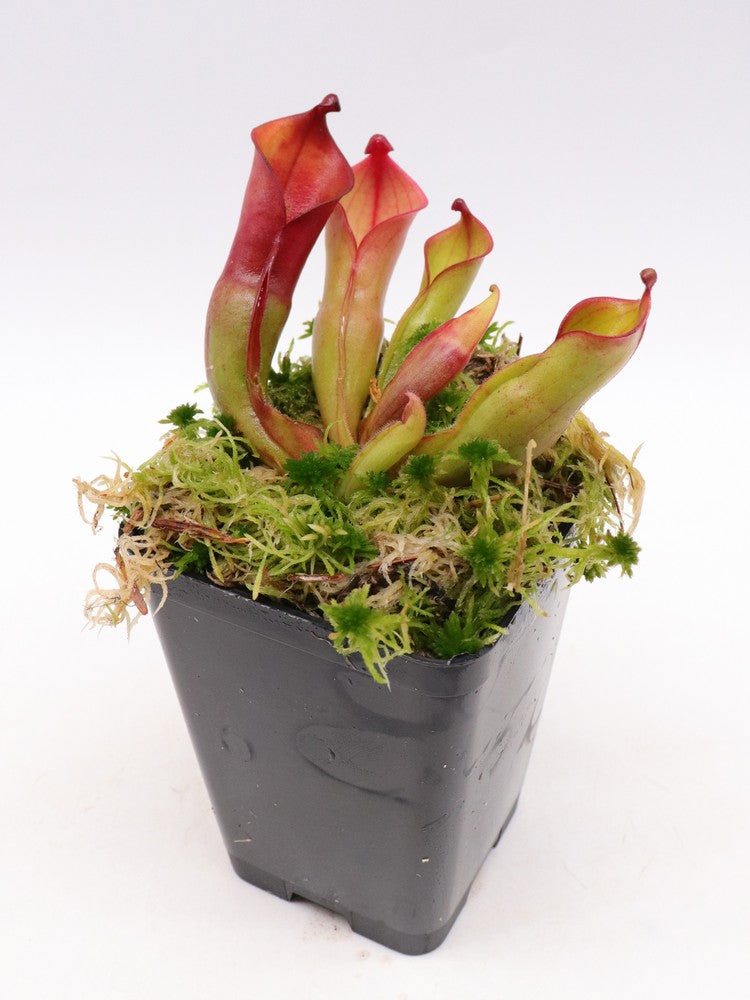 Heliamphora nutans Kukenan Tepui