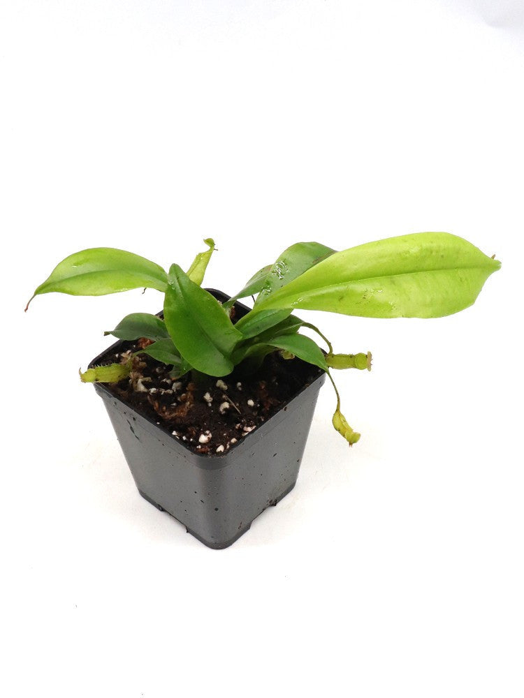 Nepenthes bicalcarata