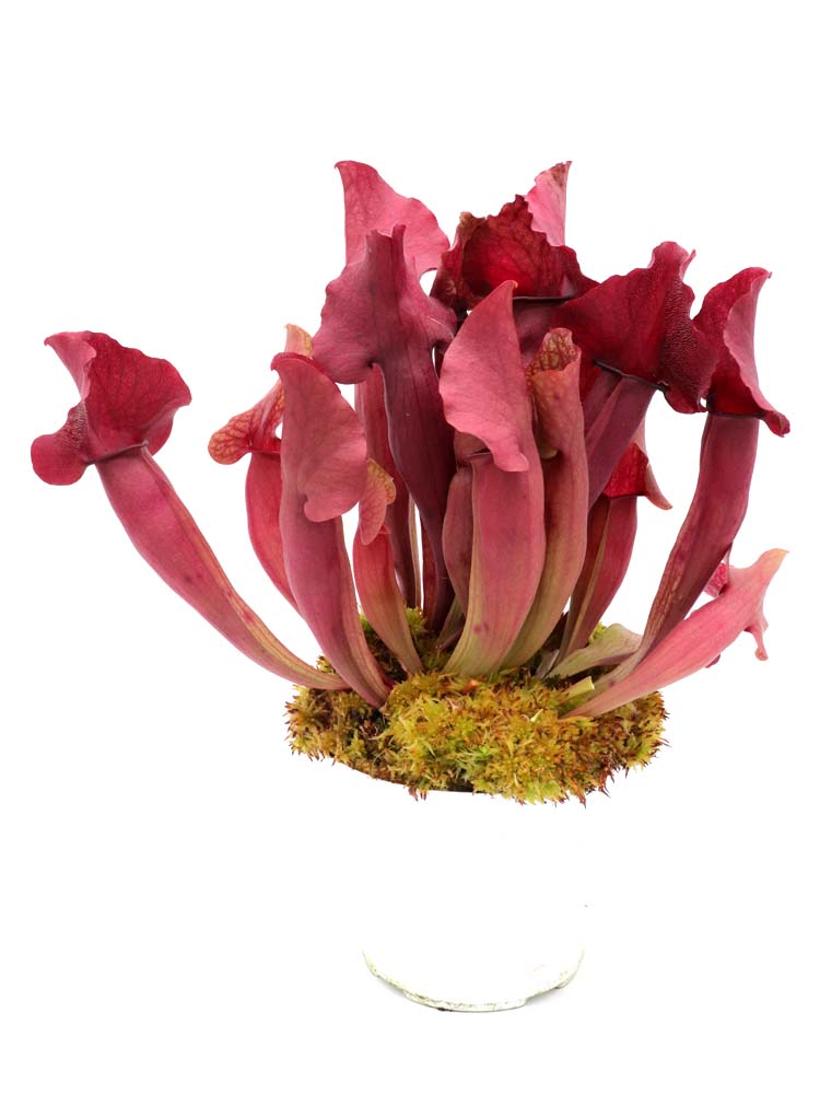 S.x oreophila x purpurea ssp. venosa Chipola Giant