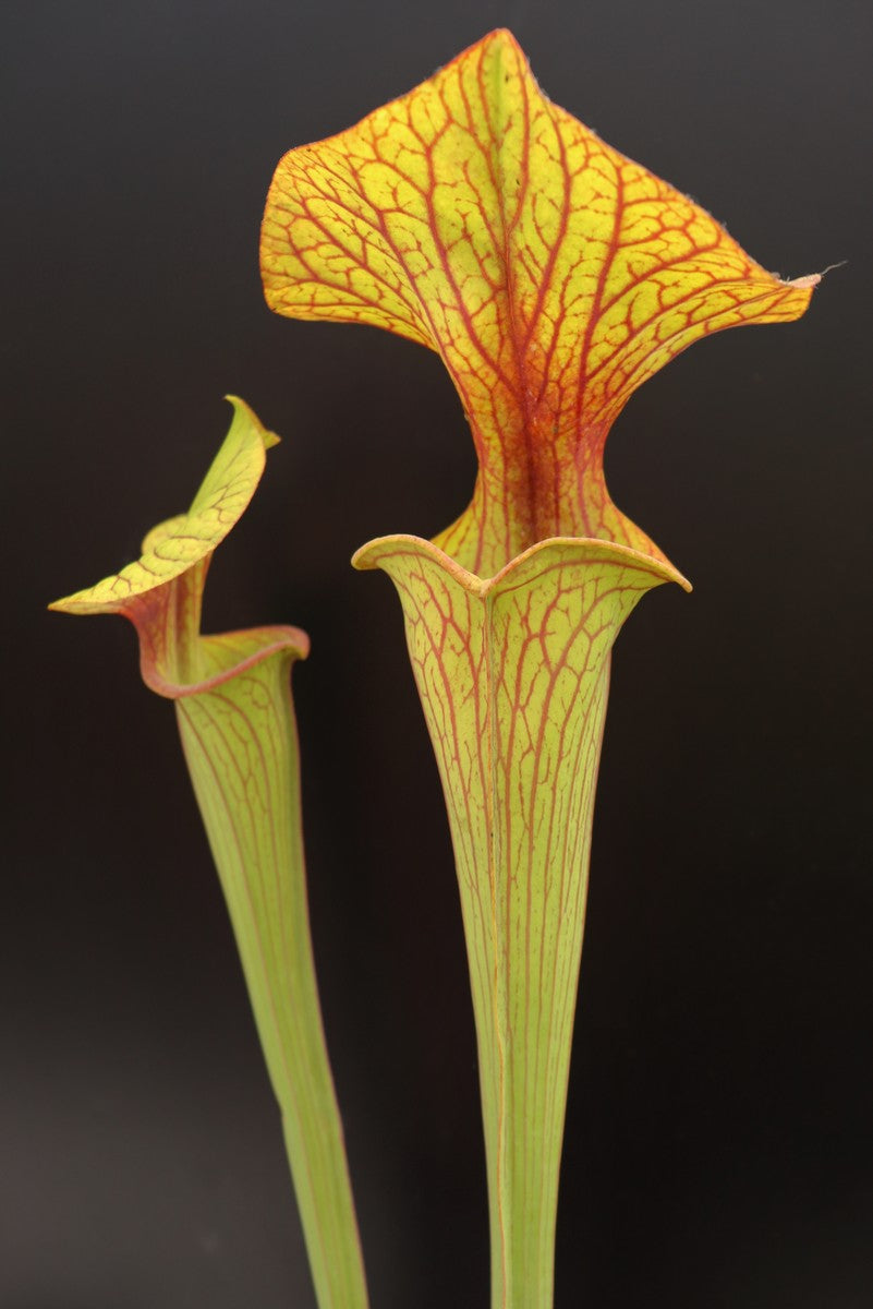 Sarracenia flava var. ornata Apalachicola national park (Ermacora)