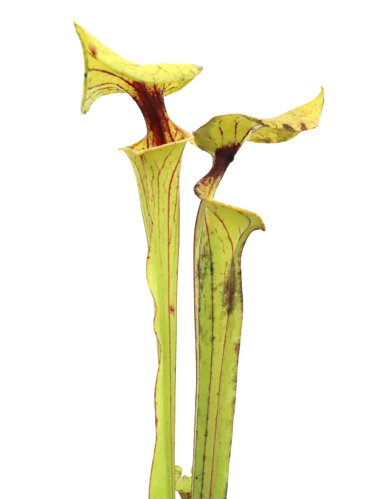 Sarracenia flava var. ornata "Heavily veined" Gulf Coast F38 MK