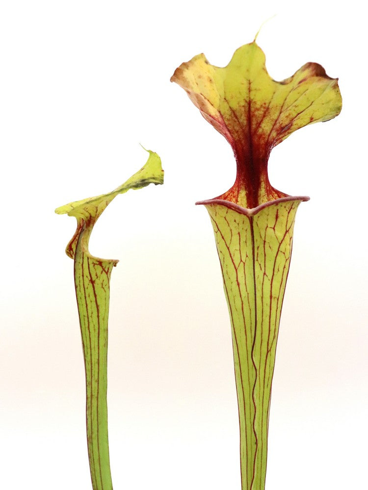 Sarracenia flava var. rugelii   F53 MK  Milton,FL
