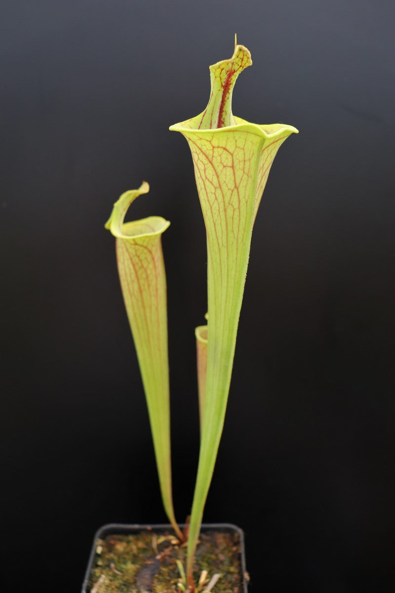 Sarracenia flava var. ornata "Lidless"   F221 MK
