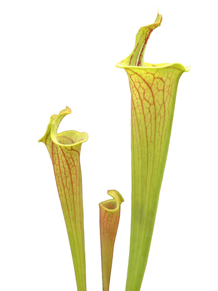 Sarracenia flava var. ornata "Lidless"   F221 MK