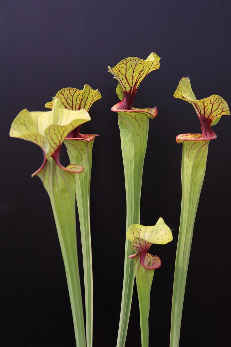 Sarracenia flava var. ornata F67/4 PW Red Throat and nectar roll, Apalachicola N.P.