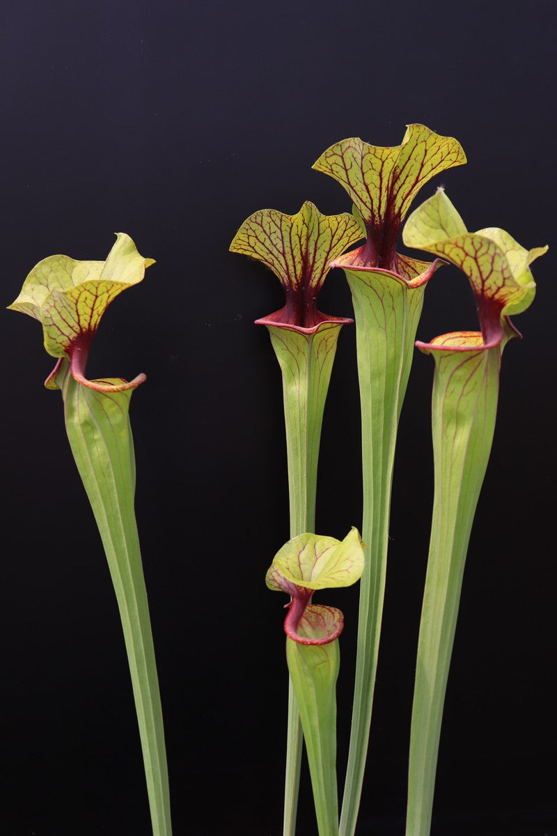 Sarracenia flava var. ornata F67/4 PW Red Throat and nectar roll, Apalachicola N.P.