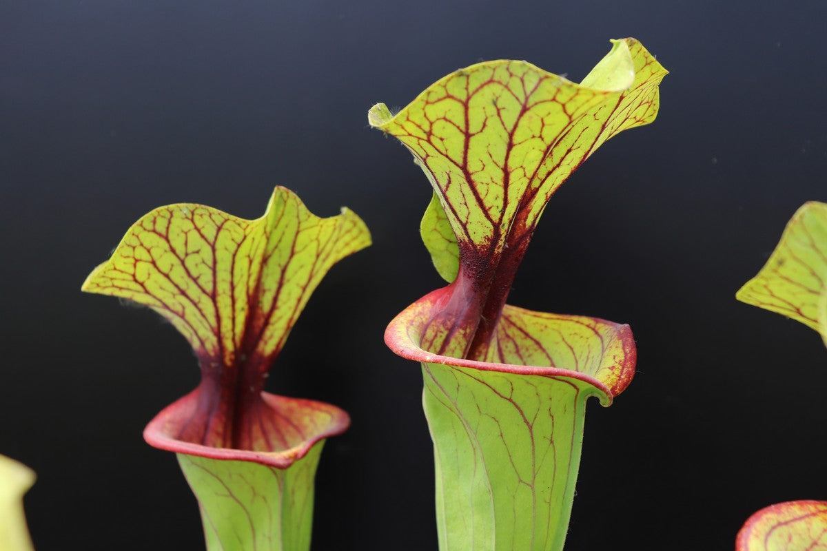 Sarracenia flava var. ornata F67/4 PW Red Throat and nectar roll, Apalachicola N.P.