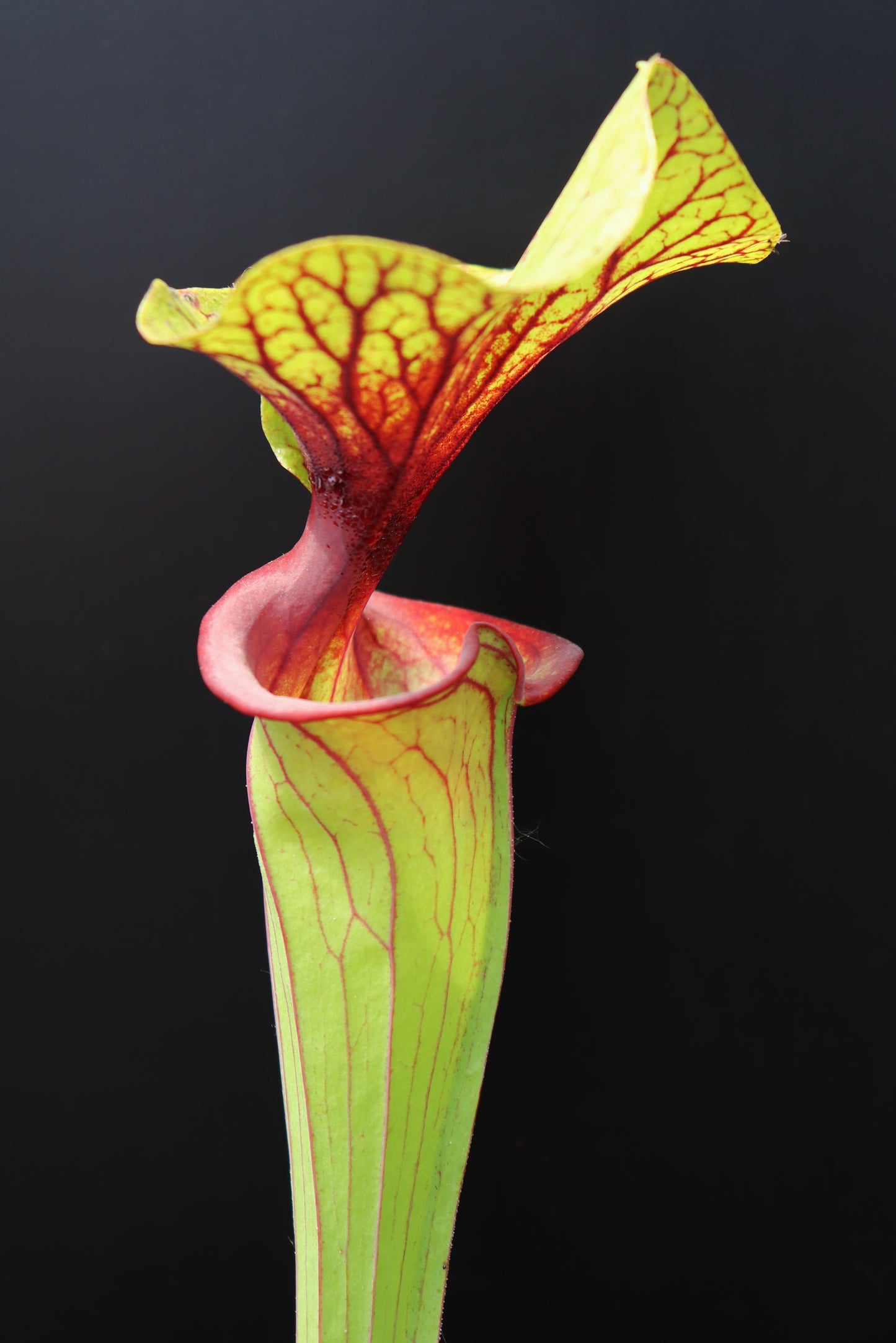 Sarracenia flava var. ornata Apalachicola National Park (Alexa)