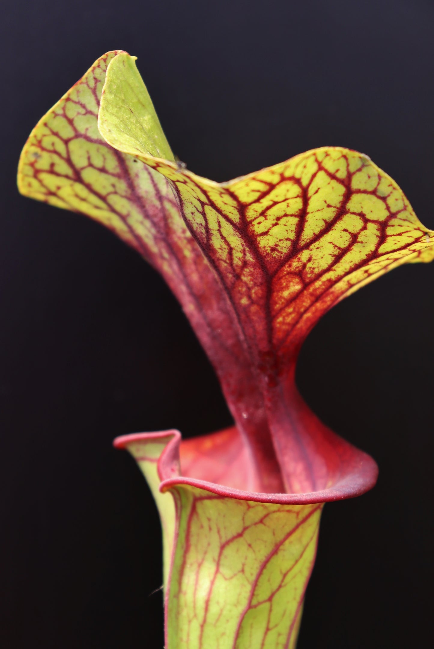 Sarracenia flava var. ornata Apalachicola National Park (Alexa)