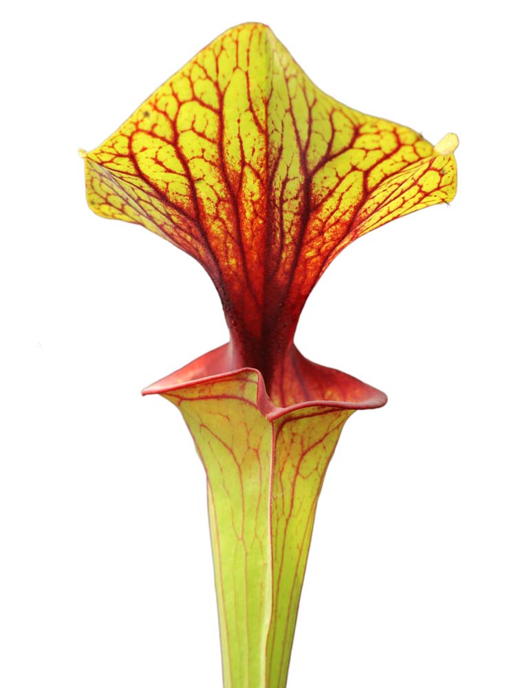 Sarracenia flava var. ornata Apalachicola National Park (Alexa)