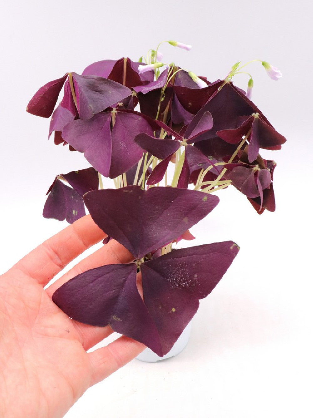Oxalis triangularis purple