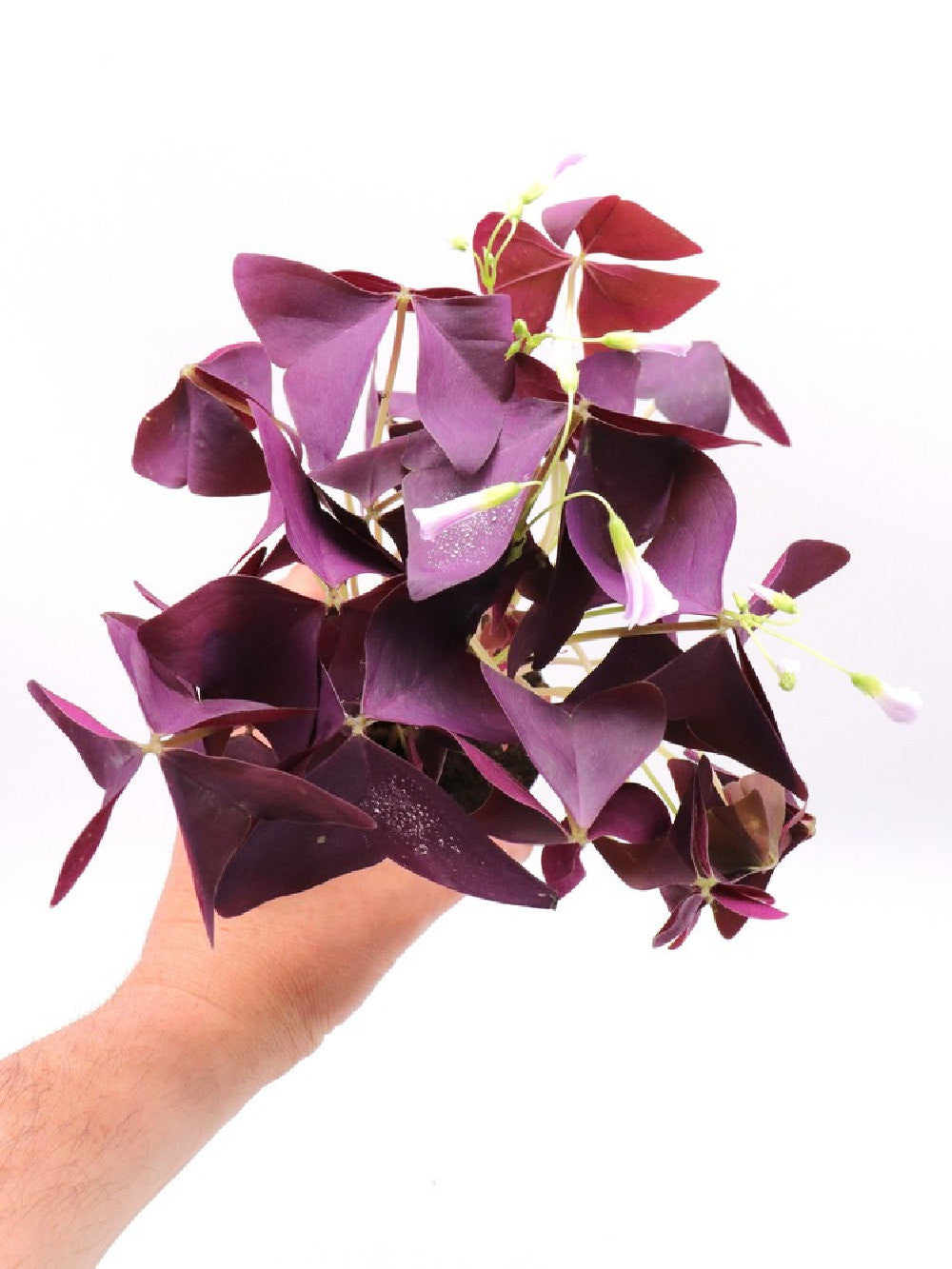Oxalis triangularis purple