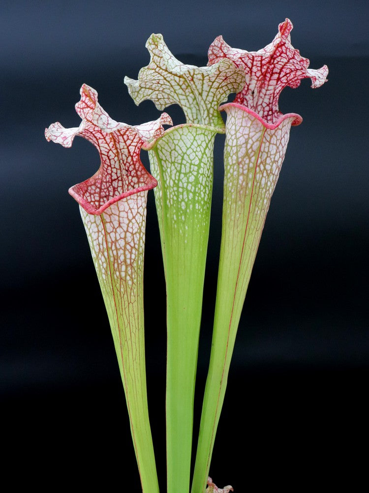 Sarracenia "Pantera Rosa" x "Adrian Slack"