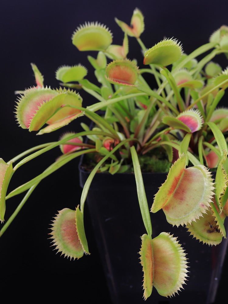 Dionaea muscipula Parise giant