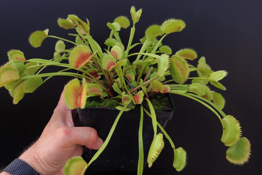Dionaea muscipula Parise giant