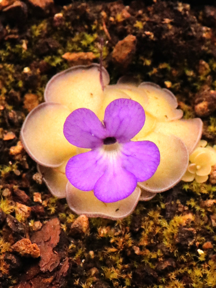 Pinguicula cyclosecta Dulces Nombre, Nuevo Leon