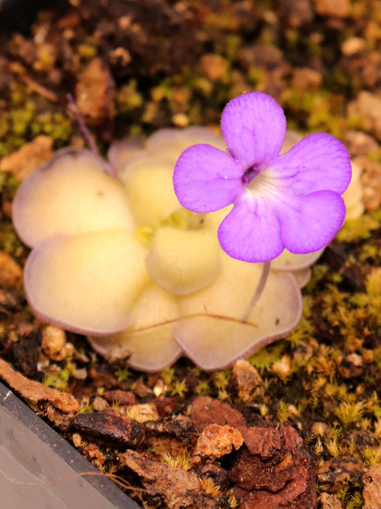 Pinguicula cyclosecta Dulces Nombre, Nuevo Leon