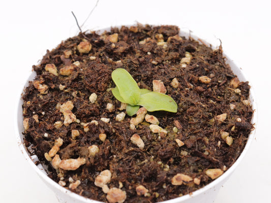 Pinguicula saetabensis Sierra de Enguera, Valencia, Spain
