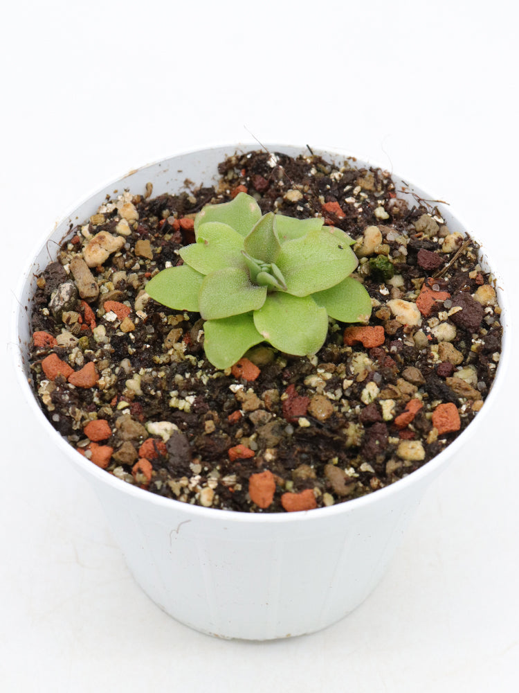 Pinguicula laueana "Undulate geranium flower"