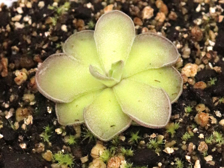 Pinguicula cyclosecta Dulces Nombre, Nuevo Leon